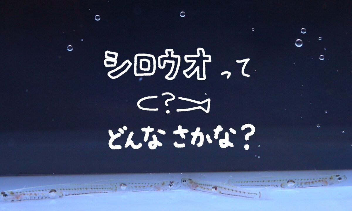 湯浅に春の訪れを告げる魚シロウオ。でもシロウオってどんな魚？