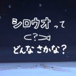 湯浅に春の訪れを告げる魚シロウオ。でもシロウオってどんな魚？