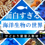 面白すぎる海洋生物の世界